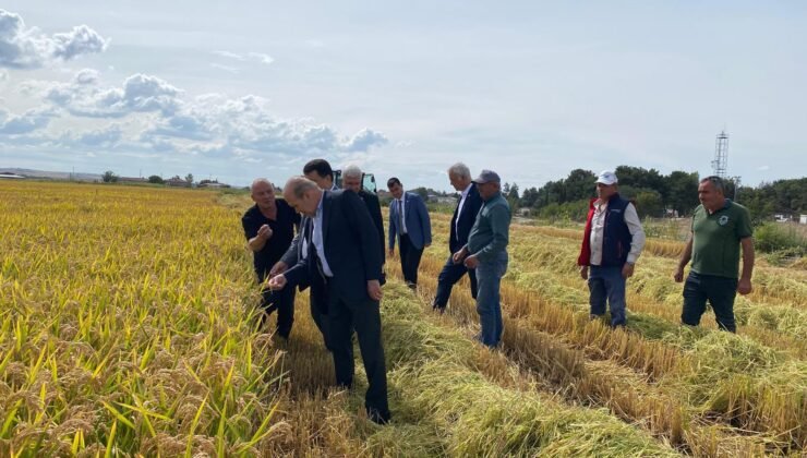 YENİ Parti çeltik tarlasında!