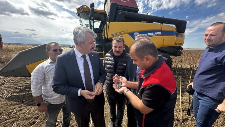 Ayçiçeği’nde ‘yerli ve milli’ hasat