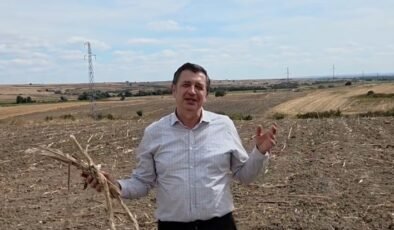 Ayçiçeğinde yüksek fiyat algısı!