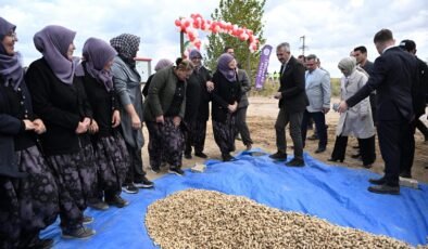 Meriç’in yer fıstığına şenlikli hasat!