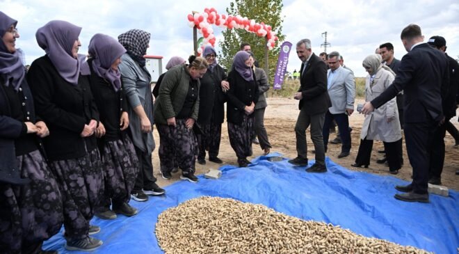 Meriç’in yer fıstığına şenlikli hasat!