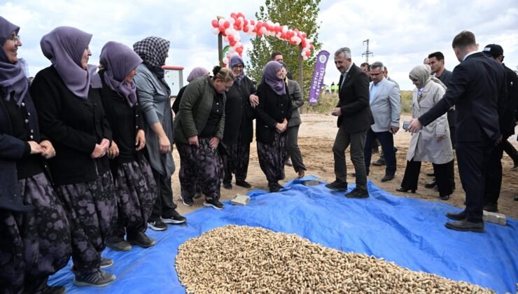 Meriç’in yer fıstığına şenlikli hasat!