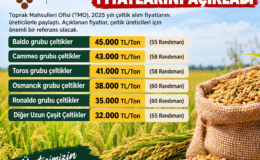 TMO çeltik alım fiyatlarını açıkladı