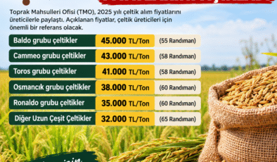 TMO çeltik alım fiyatlarını açıkladı