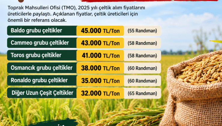 TMO çeltik alım fiyatlarını açıkladı