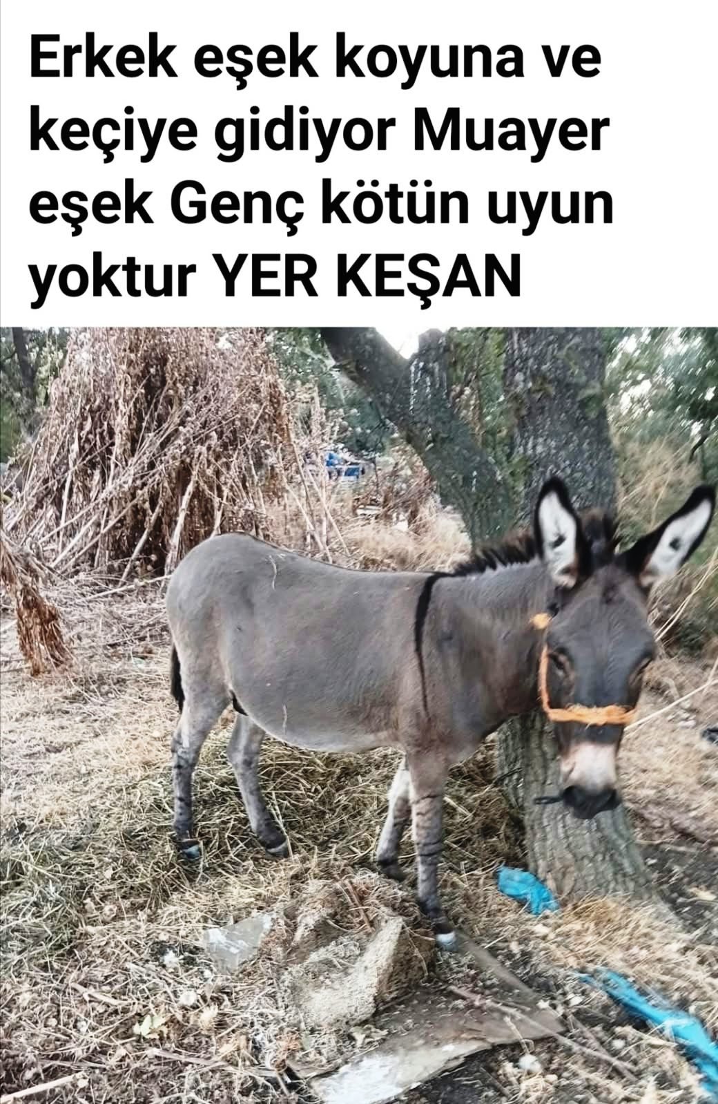 Geçerli görselin alternatif metni yok. Dosya adı: esek.jpg