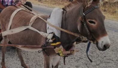 İnternette satılık eşek!