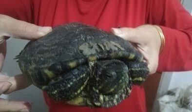 Kaplumbağadan yumurta sürprizi!