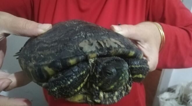 Kaplumbağadan yumurta sürprizi!