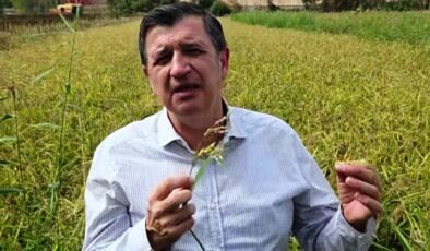 ‘Çeltik üreticisini yine üzdüler’