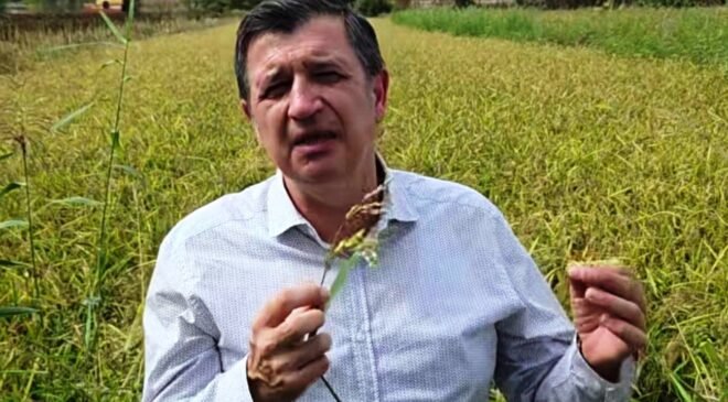 ‘Çeltik üreticisini yine üzdüler’