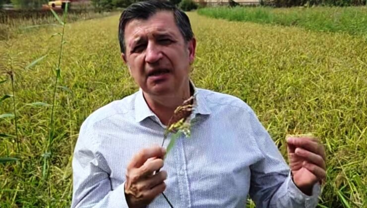 ‘Çeltik üreticisini yine üzdüler’